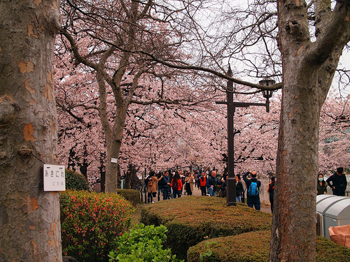 2016年4月2日の上野公園6