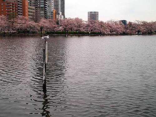 2016年4月2日の上野公園9