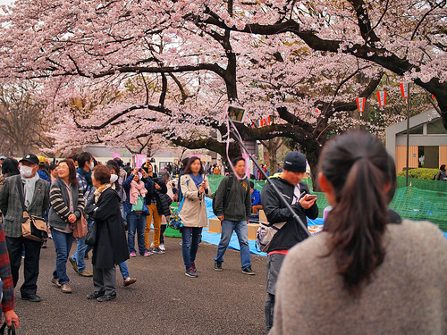 2016年4月2日の上野公園12