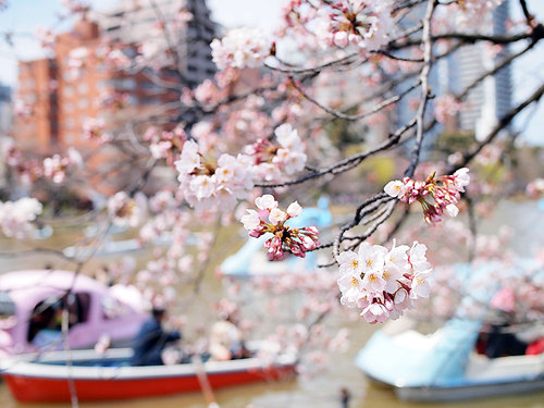 2017年4月2日不忍池の開花状況