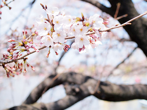 2017年4月2日不忍池の開花状況2