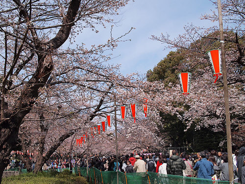 2017年4月2日さくら通りの開花状況