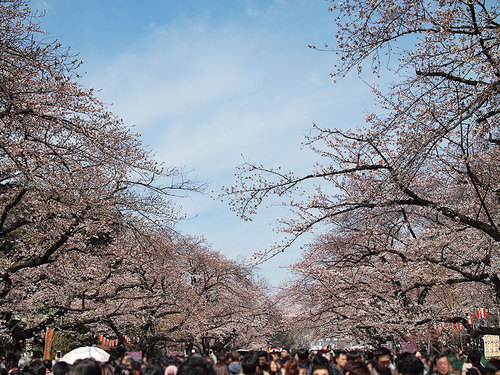 2017年4月2日さくら通りの開花状況2