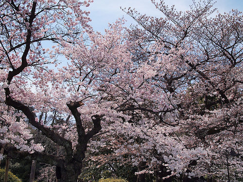 2017年4月2日上野動物園入り口付近の開花状況