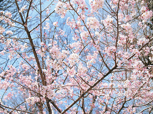 2017年4月2日上野公園交番付近の開花状況