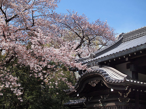 2017年4月2日黒門の開花状況