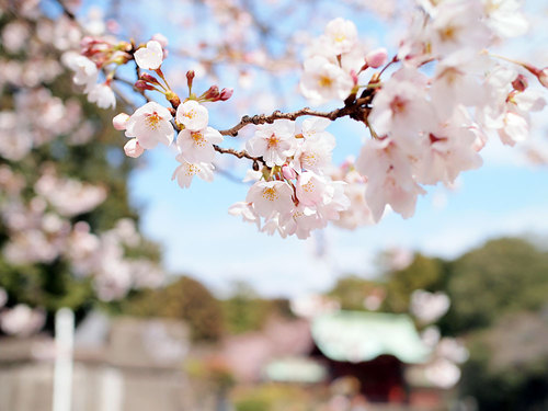 2017年4月2日寛永寺外の開花状況