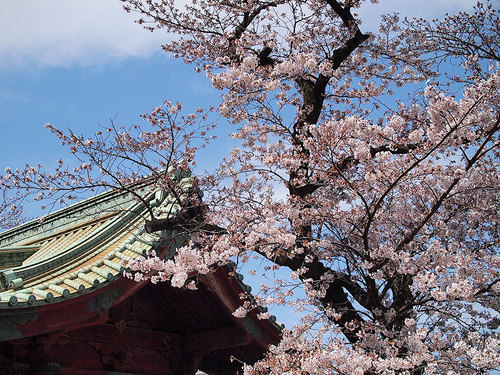 2017年4月2日寛永寺の開花状況