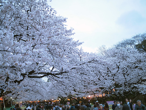 上野公園桜満開1