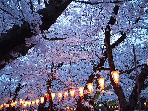 上野公園桜満開2