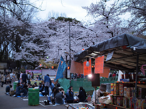 上野公園桜満開5