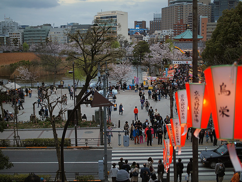 上野公園桜満開7