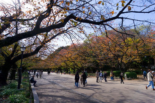 上野公園の紅葉_1