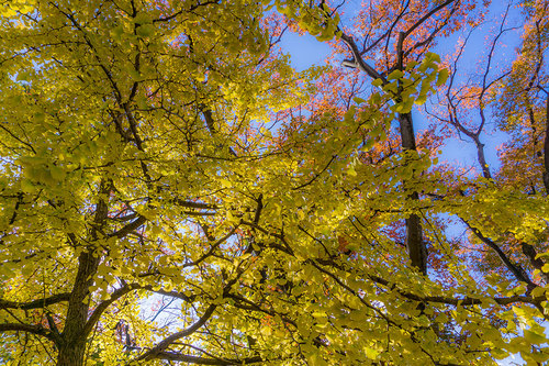 上野公園の紅葉_2