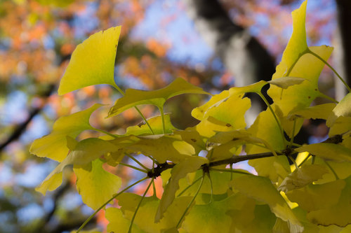 上野公園の紅葉_4