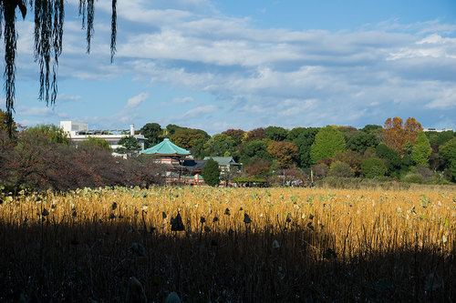 上野公園不忍池_1