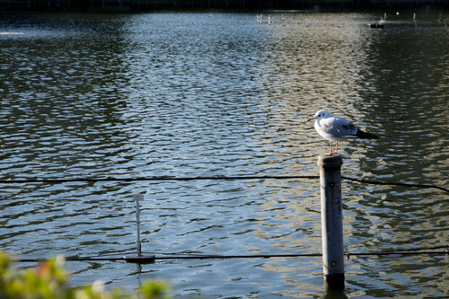 上野公園ボート池