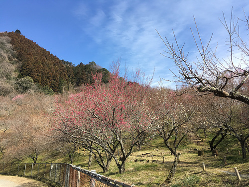 つぼみの木下沢梅林