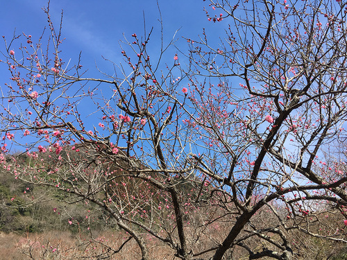 木下沢梅林のちょっとだけ開花している梅の木