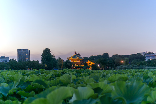 2018年7月1日夜の上野公園1