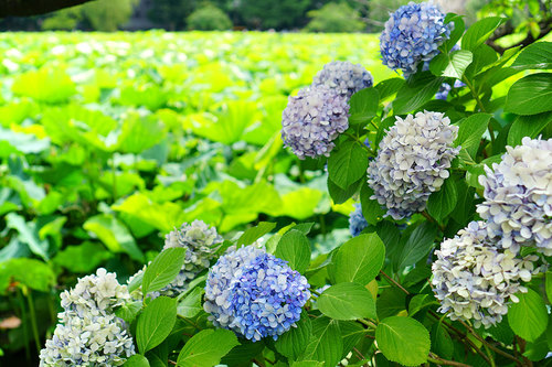 不忍池のアジサイ