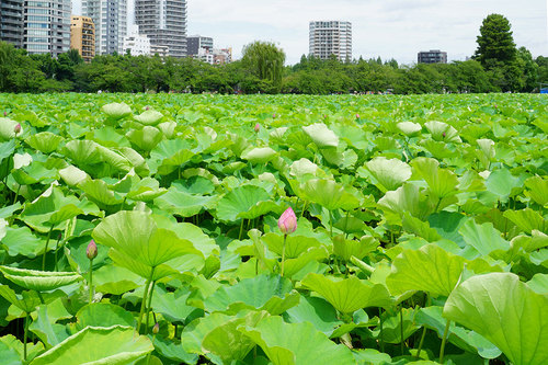 不忍池 蓮の開花状態