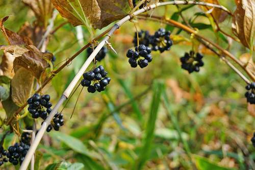 2018年11月3日(土)　高尾山の植物