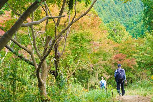 2018年11月3日(土)　高尾山の紅葉その3