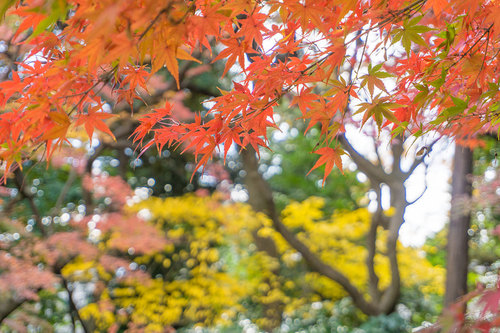 2018年12月9日 紅葉の旧古河庭園_2