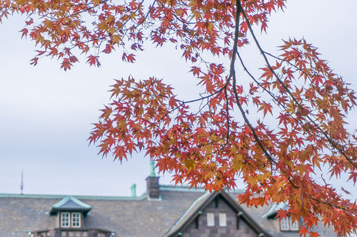 2018年12月9日 紅葉の旧古河庭園_3