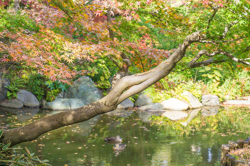 2018年12月9日 紅葉の旧古河庭園_4