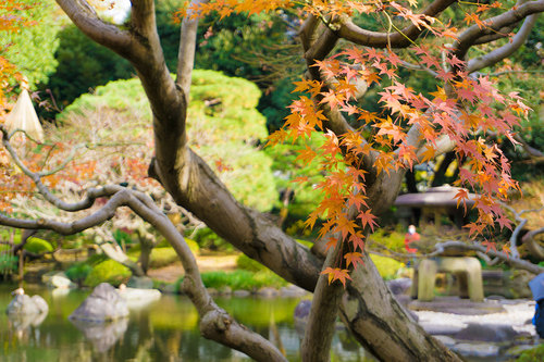 2018年12月9日 紅葉の旧古河庭園_6