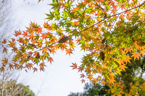 2018年12月9日 紅葉の旧古河庭園_8