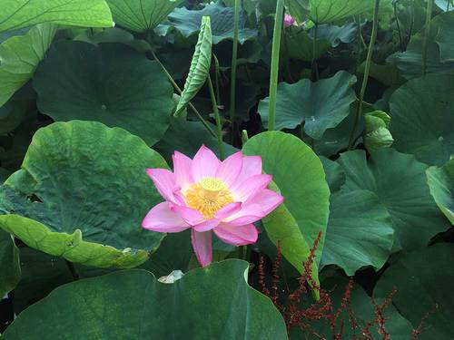 2019年6月28日上野公園不忍池の蓮が開花