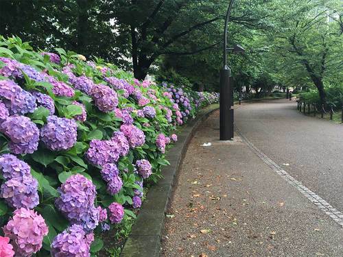 2019年6月28日上野公園のアジサイ