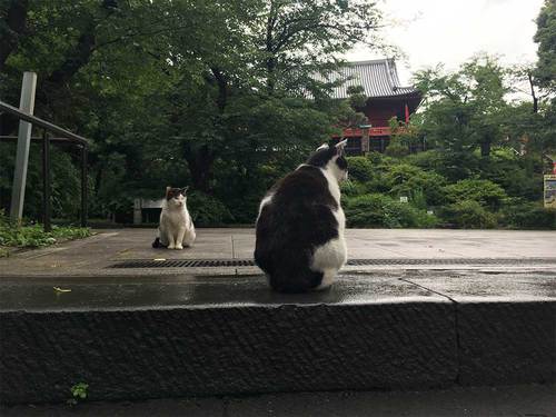 2019年6月28日上野公園の猫