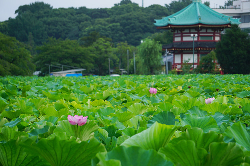 不忍池の蓮 2019年8月12日