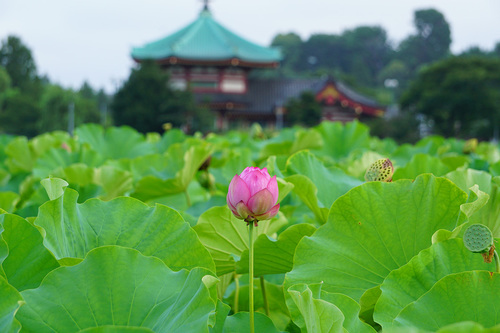 不忍池の蓮 2019年8月12日