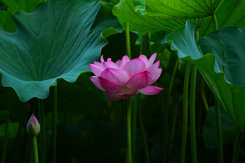 不忍池の蓮 2019年8月12日