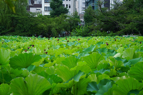 8月12日の不忍池の蓮の様子(ほとんど散っている)