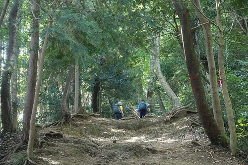 高尾山稲荷山コース-山道の様子2