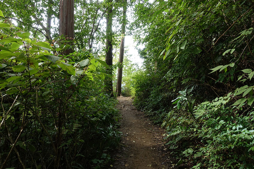 高尾山稲荷山コース-山頂手前の巻き道で奥高尾方面へ
