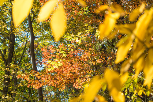 城山東尾根の紅葉