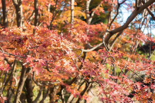 城山の紅葉