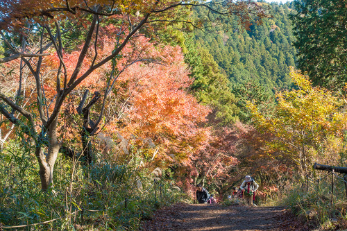 縦走路の紅葉