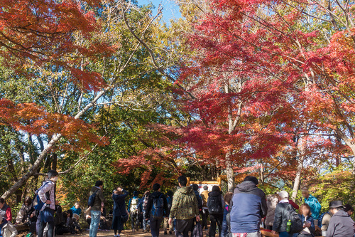 高尾山の紅葉