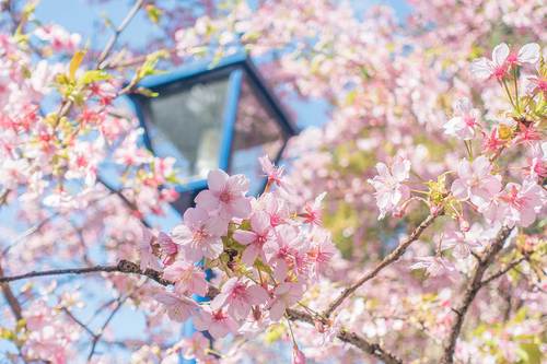 2020.2.23　上野公園の桜