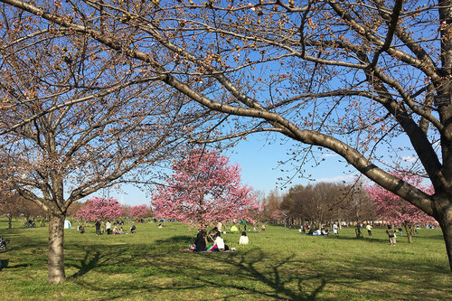 舎人公園の写真5