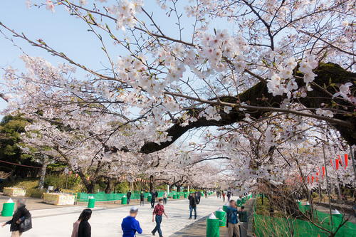 上野公園2020年3月22日の桜　その1