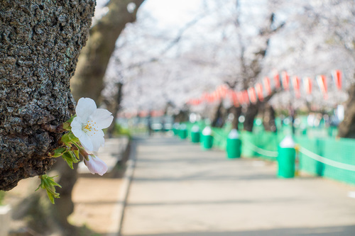 上野公園2020年3月22日の桜　その2